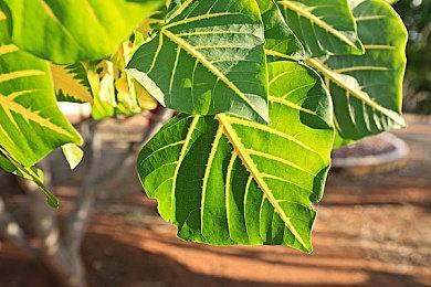 《匹诺曹的谎言》推迟至9＆19发行 试玩已提供