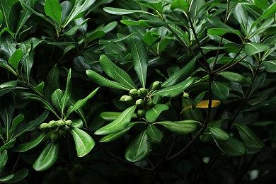 《猫与花毯》12月8日登陆NS Steam获特别好评